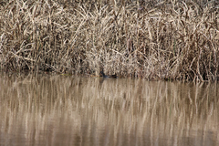 Gallinula galeata