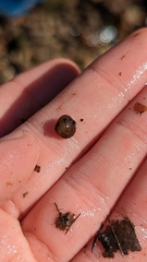 Sphaerium occidentale