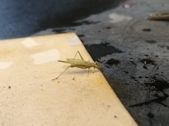 Oecanthus argentinus