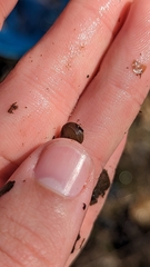 Sphaerium occidentale