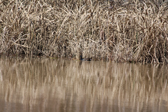 Gallinula galeata