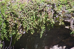 Selaginella hansenii