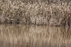 Gallinula galeata