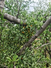 Viscum rotundifolium