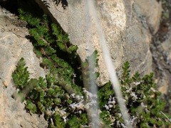 Selaginella hansenii
