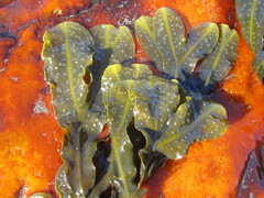 Fucus