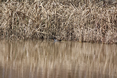 Gallinula galeata