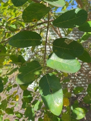 Ficus opposita