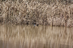 Gallinula galeata