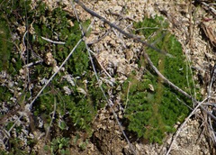 Selaginella hansenii