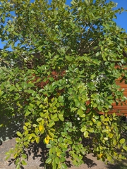 Ficus opposita