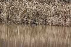 Gallinula galeata