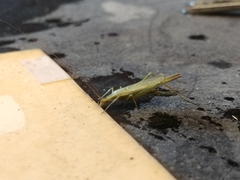 Oecanthus argentinus