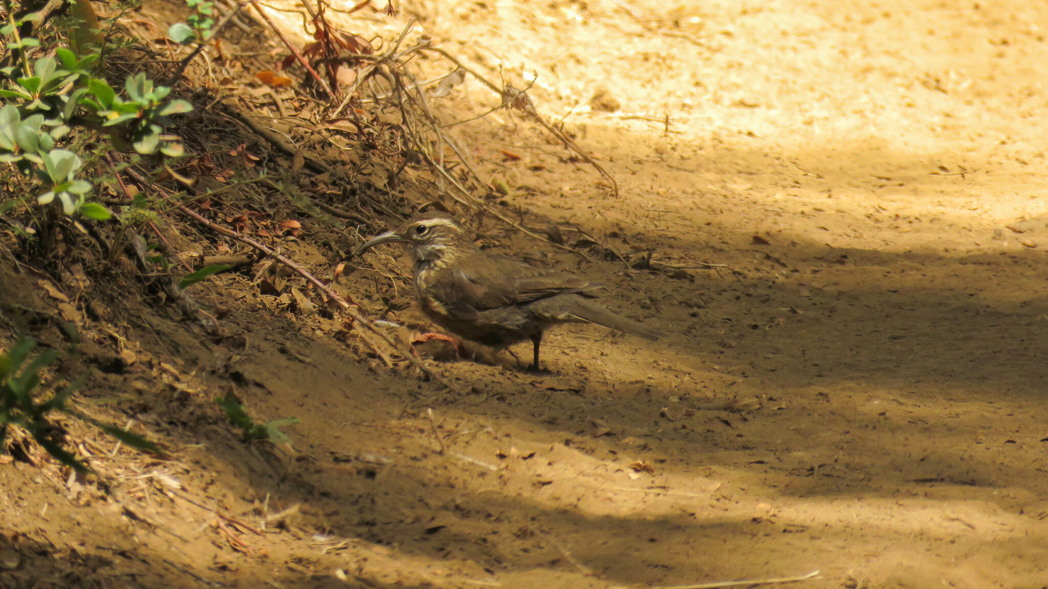 Patagonian Forest Earthcreeper (Upucerthia saturatior), photo 10