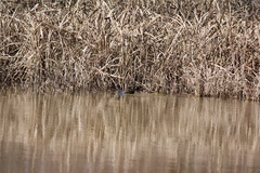 Gallinula galeata