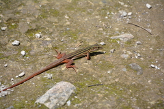 Aspidoscelis angusticeps