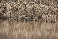 Gallinula galeata