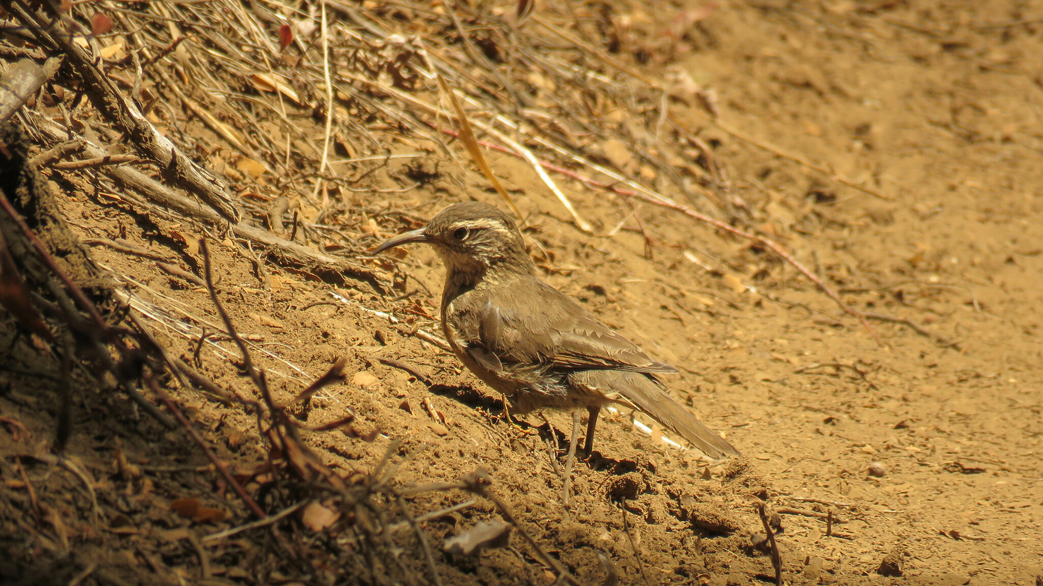 Patagonian Forest Earthcreeper (Upucerthia saturatior), photo 9