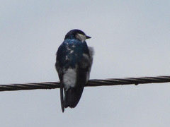 Tachycineta albiventer