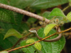 Colubrinae