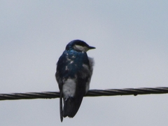 Tachycineta albiventer