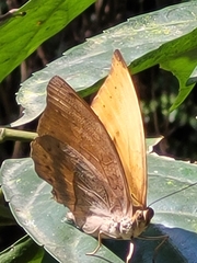 Adoliadini