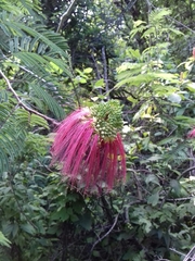 Calliandra houstoniana calothyrsus