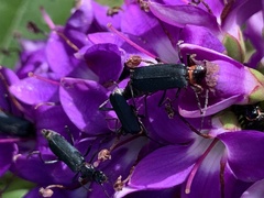 Coleoptera