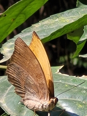 Adoliadini