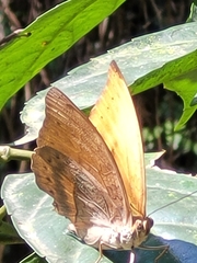 Adoliadini