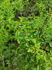 Ximenia americana