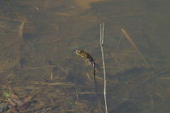 Nerodia sipedon pleuralis