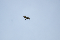 Buteo albigula