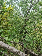 Viscum rotundifolium