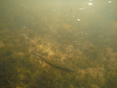 Notropis lutipinnis