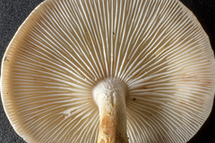 Lentinula