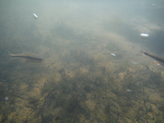 Notropis lutipinnis