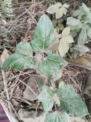 Lardizabala biternata