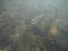 Notropis lutipinnis