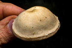 Lentinula