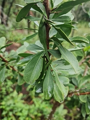 Gymnosporia buxifolia