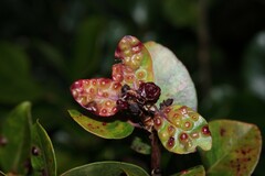 Pariaconus ohiacola
