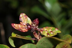 Pariaconus ohiacola