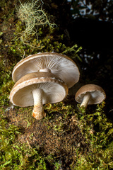 Lentinula