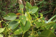 Pariaconus ohiacola