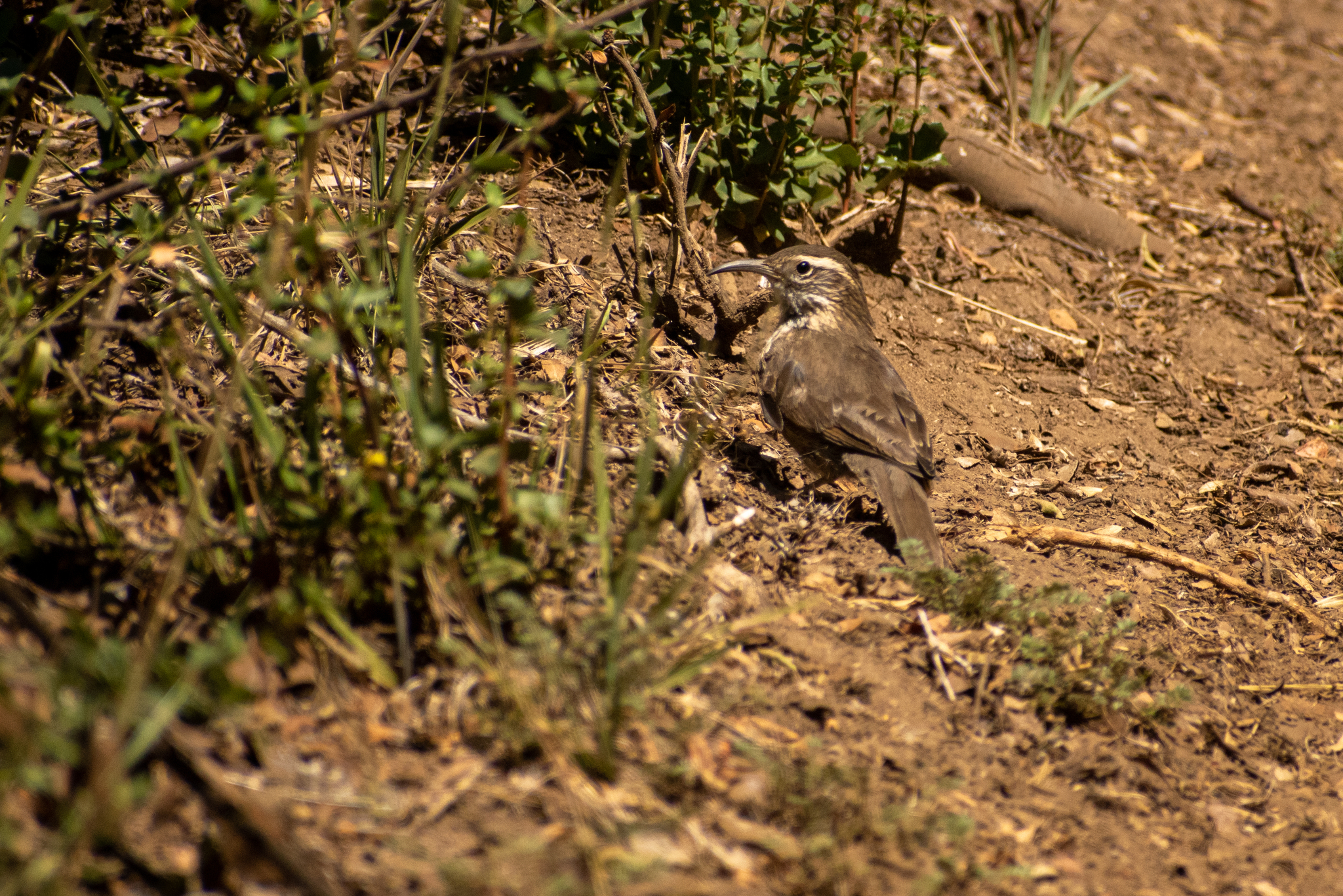 Patagonian Forest Earthcreeper (Upucerthia saturatior), photo 8