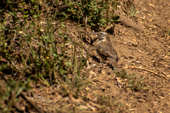 Upucerthia saturatior