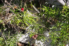 Asparagus aethiopicus