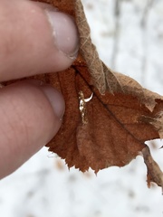 Phyllonorycter obscuricostella