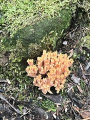 Ramaria capitata
